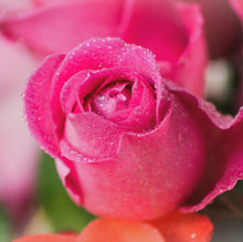 画像をギャラリービューアに読み込む, Beauty Oil Lokelani/ビューティーオイルロケラニ全身保湿用オイル/60ml)旧タイプ:しっとり