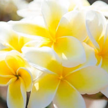 画像をギャラリービューアに読み込む, Beauty Oil Plumeria/ビューティーオイル プルメリア(全身保湿用オイル/60ml)旧タイプ:しっとり